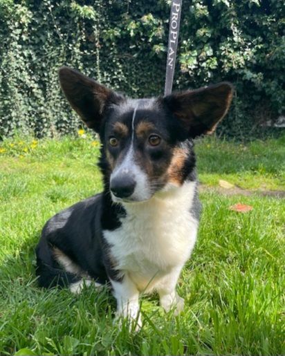 Publication : (Sans Affixe) Auteur : VDC