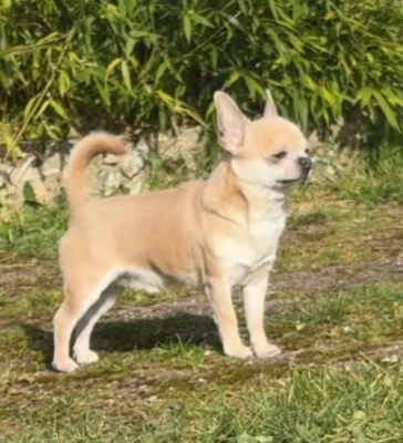 Étalon Chihuahua - Upon smile and voice Little Coco Of Kilia