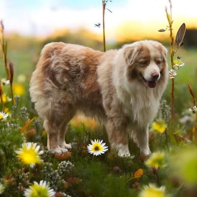 F'rhys sekret ausbern