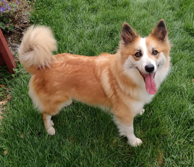 Étalon Berger islandais - Talia Du Camp Raquet