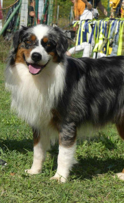 Étalon Berger Australien - Uber eats For The Memory Of Mandy