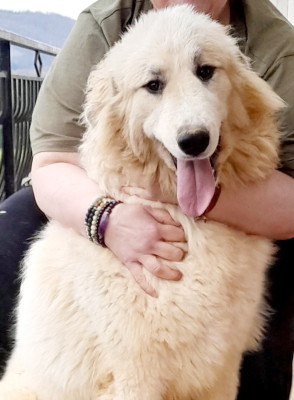 Étalon Chien de Montagne des Pyrenees - Wendalyne du Tuc de l'Adosse