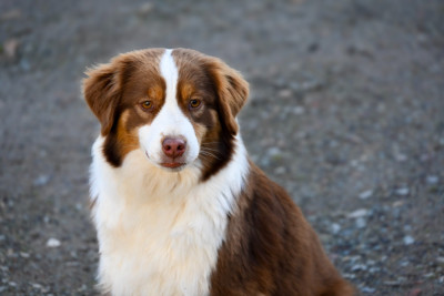 Étalon Berger Américain Miniature - Tihia Du Domaine Des Perles D'Ambène