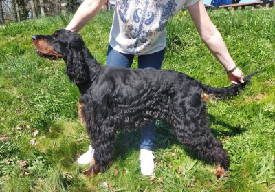 Étalon Setter Gordon - Thales Du Manoir De Diane