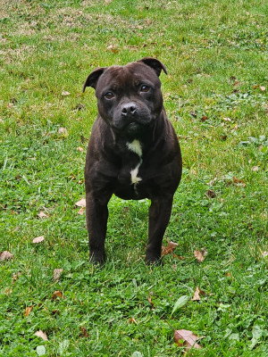 Étalon Staffordshire Bull Terrier - skilful dogs Lana