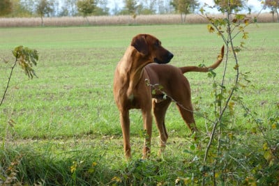 Étalon Rhodesian Ridgeback - Tamba king baby lions (Sans Affixe)