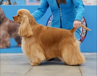 Étalon American Cocker Spaniel - CH. Unusual dream A touch of snow