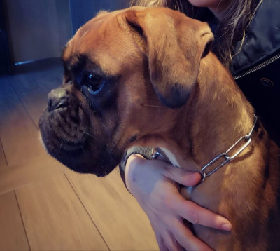 Étalon Boxer - Urys Du Reflet De Lune