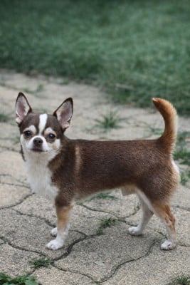 Étalon Chihuahua - Des graines de stars Ungaro