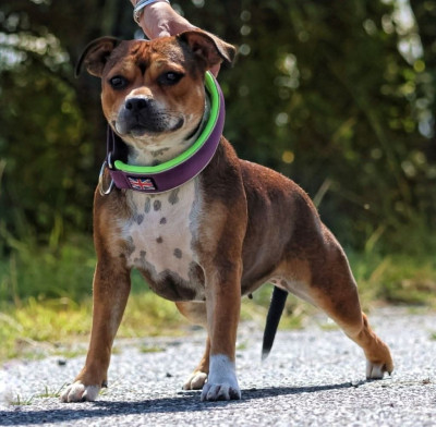 image de Tiramisu a la framboise of