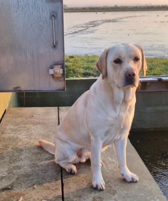 Étalon Labrador Retriever - Snow belle Du Domaine De La Sauvagine