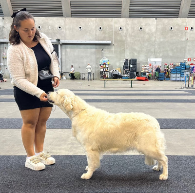 Étalon Golden Retriever - Spirit of moon Nalayah from