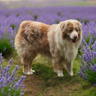 Étalon Berger Australien - F'rhys sekret ausbern
