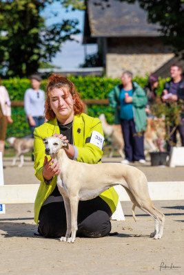 Étalon Whippet - Ta gueule d'amour juliette des Carmauries