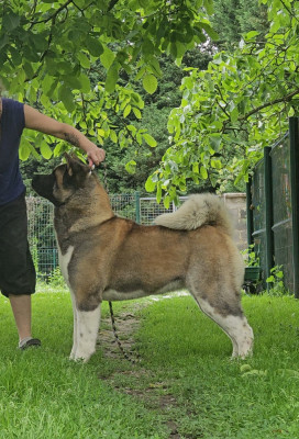 Étalon Akita americain - CH. greatroyal Fall in love with me