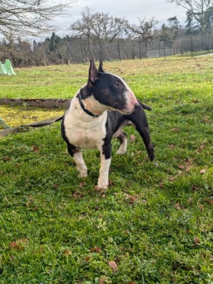 Denzel washington koken mini bull