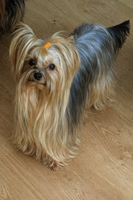 Étalon Yorkshire Terrier - Unerys de La Vallee Des Roses Rouges