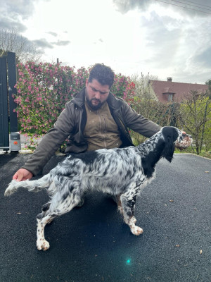 Étalon Setter Anglais - Urio de roc'h kirio