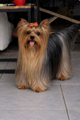 Étalon Yorkshire Terrier - Tesla de La Vallee Des Roses Rouges