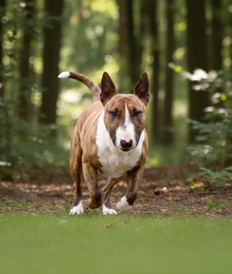 Étalon Bull Terrier Miniature - Unia du Paradis Des Mini Bulls