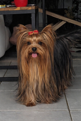 Étalon Yorkshire Terrier - Tesla de La Vallee Des Roses Rouges