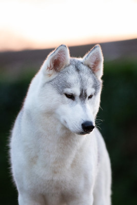 Étalon Siberian Husky - CH. Nookilik's Talkin' to the moon
