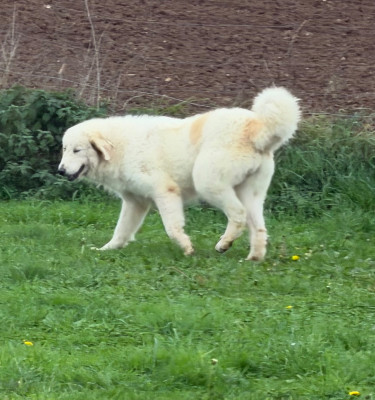 Étalon Chien de Montagne des Pyrenees - CH. Tendresse (dit montana) du Domaine de Peyrac