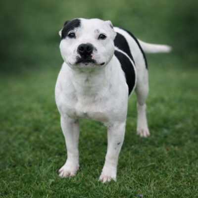 Étalon Staffordshire Bull Terrier - Good Choice's Select Titan