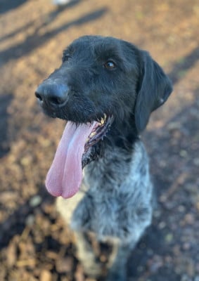 Étalon Chien d'arrêt allemand à poil dur - Pasqua De beaudribos