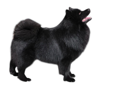 Étalon Chiens suedois de Laponie - CH. cahppes Valde