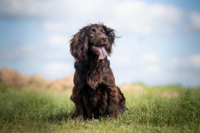 Étalon Cocker Spaniel Anglais - Wheelies full speed of Glharama
