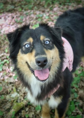 Étalon Berger Australien - Saori Des Highlands Du Sud