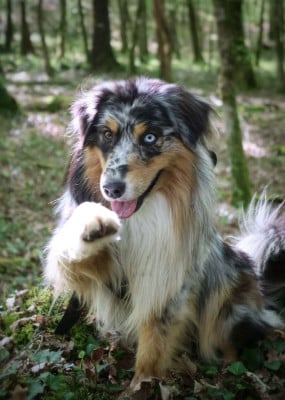 Étalon Berger Australien - Snow Des Highlands Du Sud