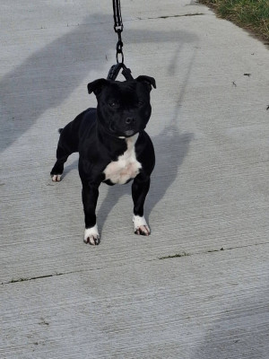 Étalon Staffordshire Bull Terrier - Ultimate girls De L'Empreinte De Minnie