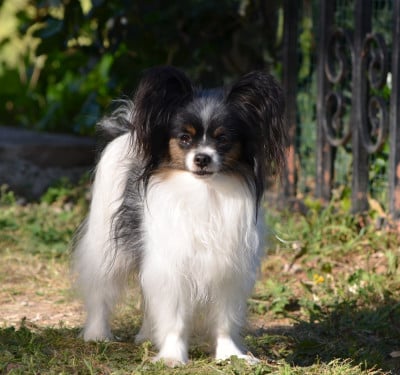 Étalon Epagneul nain Continental (Papillon) - Tesla des Plaines Du Minervois