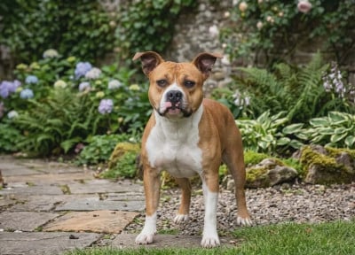 Étalon American Staffordshire Terrier - Arouch Memory's Saved my life sia