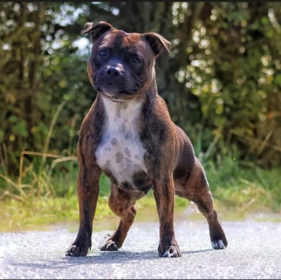 Étalon Staffordshire Bull Terrier - Skyline Tokyo Drift of Spirit Wolf Addict