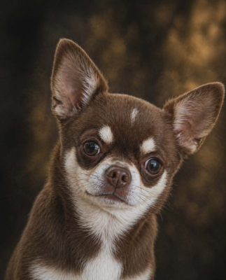Étalon Chihuahua - Shelby ada des jolis coeurs de Stanley