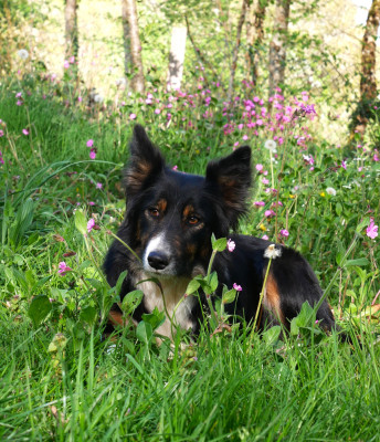Étalon Border Collie - Kyalito's Toundra