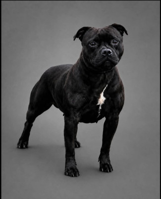 Étalon Staffordshire Bull Terrier - skilful dogs Lana