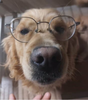 Étalon Golden Retriever - Styx Elixir d'Aydoilles