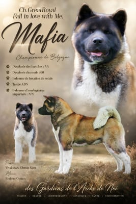 Étalon Akita americain - CH. greatroyal Fall in love with me
