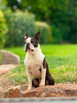 Étalon Boston Terrier - Roi 2 coeur Des Jardins D'Epona