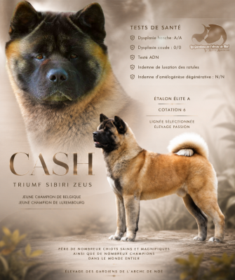 Étalon Akita americain - triumf sibiri Zeus cash