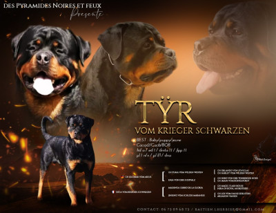 Étalon Rottweiler - Tÿr vom Krieger Schwarzen