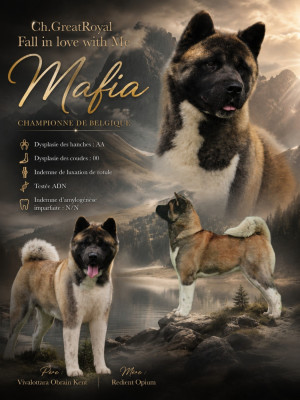 Étalon Akita americain - CH. greatroyal Fall in love with me