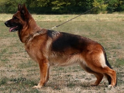 Étalon Berger Allemand - Royce du val d'Anzin