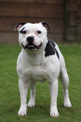 Étalon Staffordshire Bull Terrier - transilvania staff Excalibur
