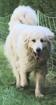 Étalon Chien de Montagne des Pyrenees - Wendalyne du Tuc de l'Adosse