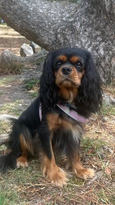 Étalon Cavalier King Charles Spaniel - CH. sabelair Utah